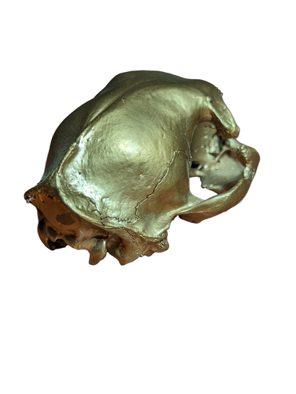 Golden Feline Skull