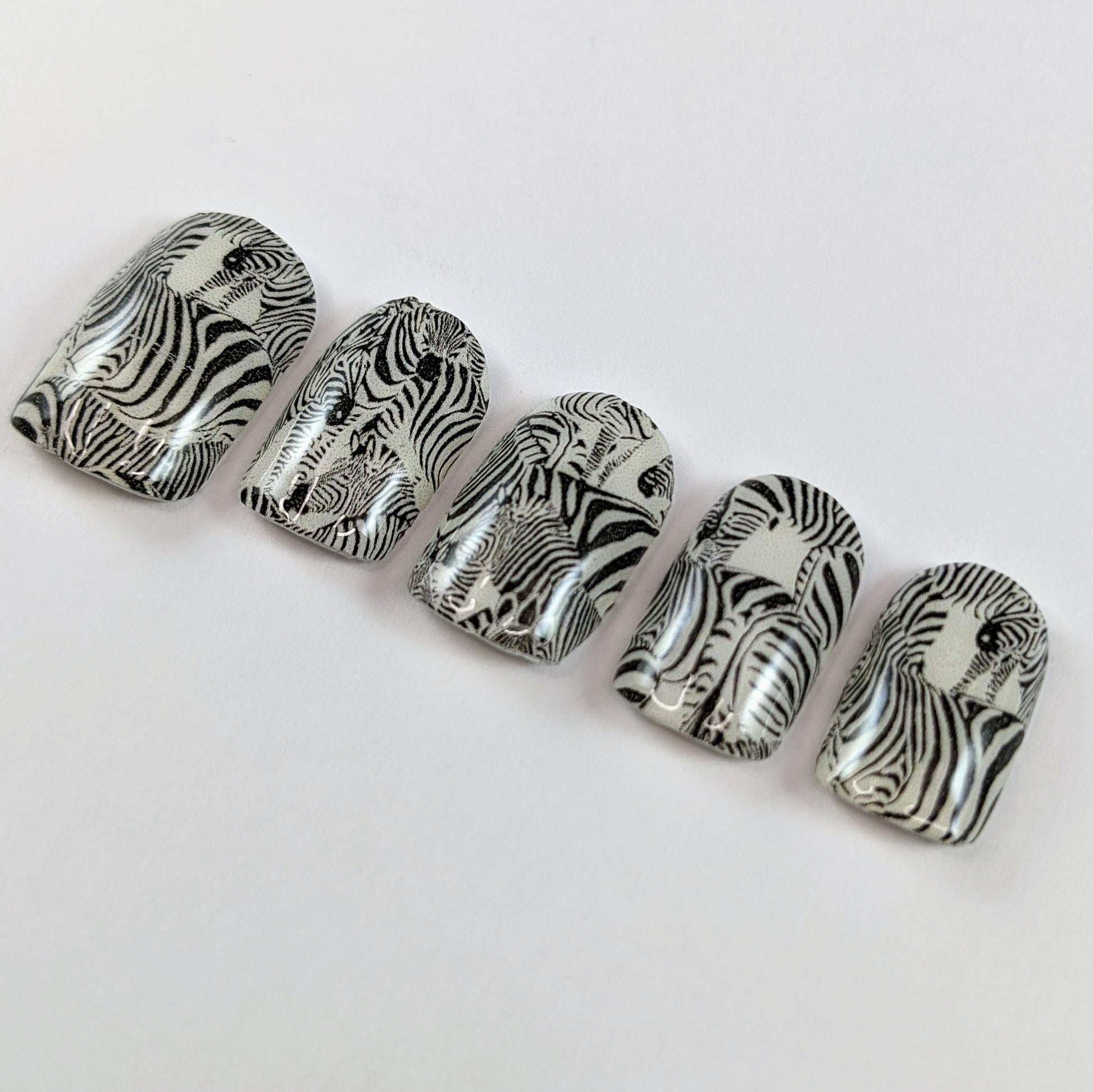 Herd of Zebras - Hand Jobs by Johnny